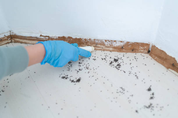 Best Local Pest Control Services  in Combes, TX